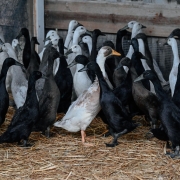 runner ducks dune bird winery