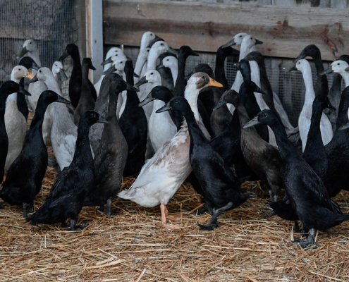 runner ducks dune bird winery