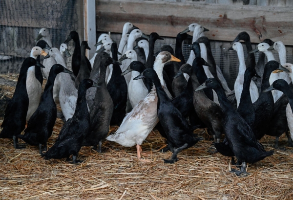 runner ducks dune bird winery