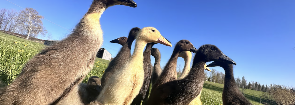 runner ducks up close outside in the vineyard at dunebird winery