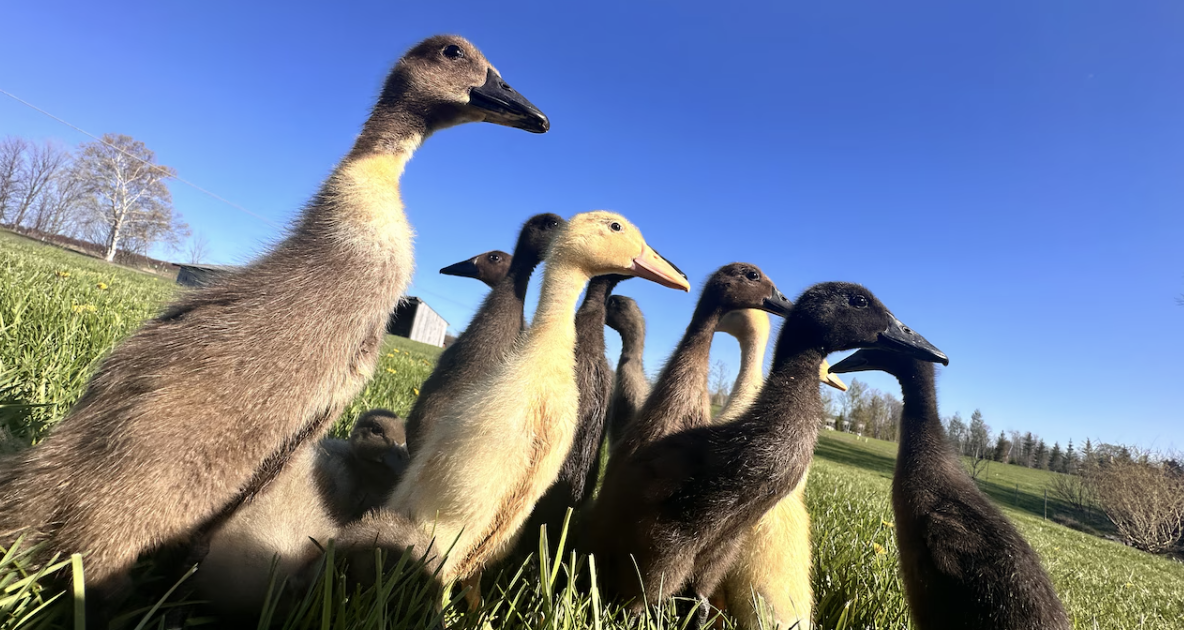runner ducks up close outside in the vineyard at dunebird winery