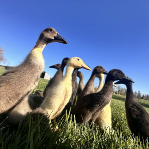 runner ducks up close outside in the vineyard at dunebird winery