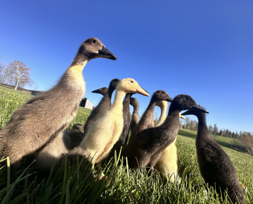 runner ducks up close outside in the vineyard at dunebird winery